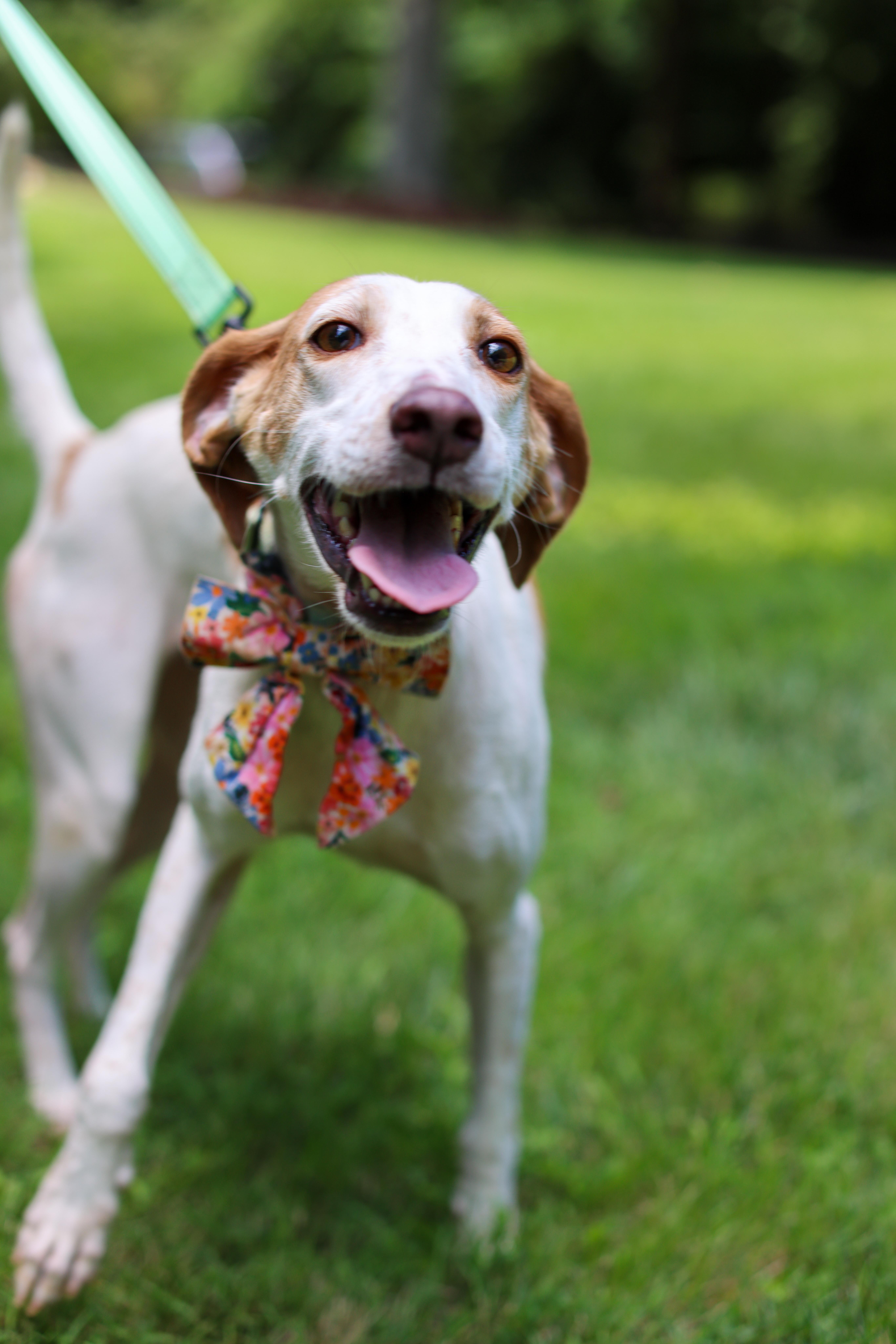 Enlarge Keena, a Adoptable mixed breed in Cornelius, NC image 3/4