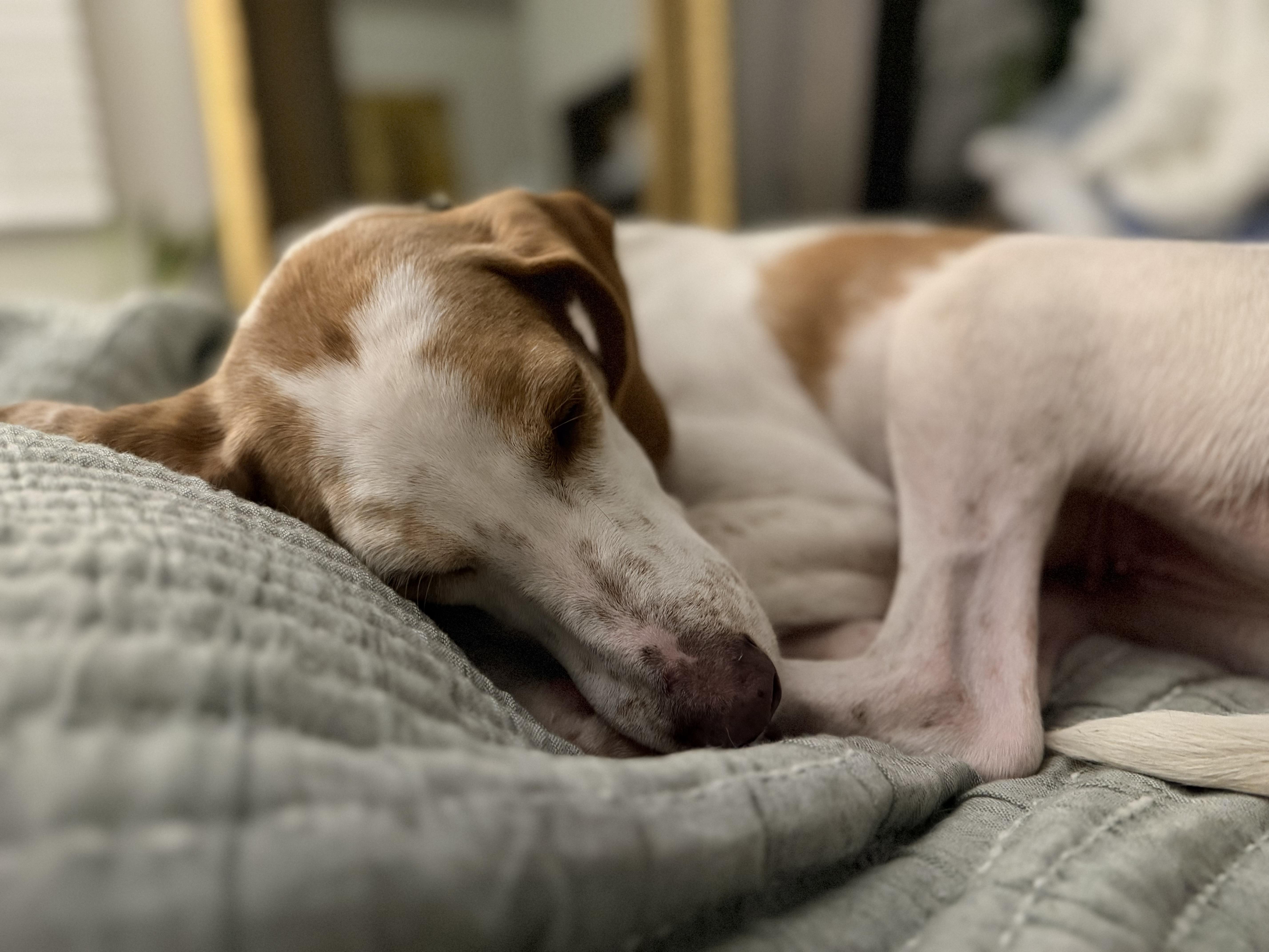 Enlarge Keena, a Adoptable mixed breed in Cornelius, NC image 4/4