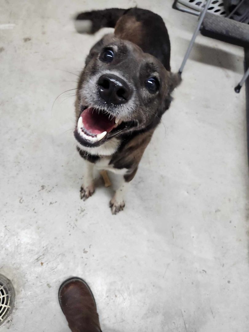 Alice, Adopted, Young Female Border Collie & Mixed Breed.