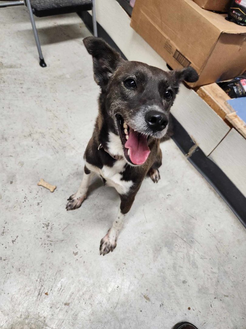 Alice, a Adopted mixed breed in Rock Falls, IL image 2/6