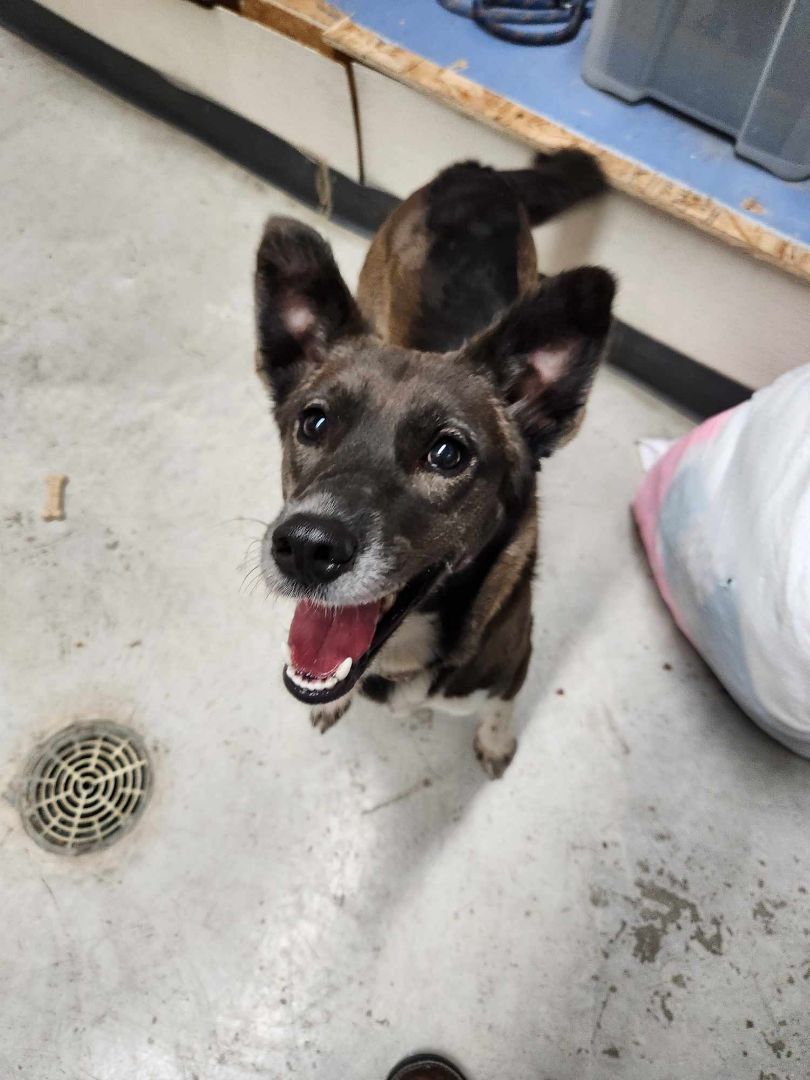 Alice, a Adopted mixed breed in Rock Falls, IL image 3/6