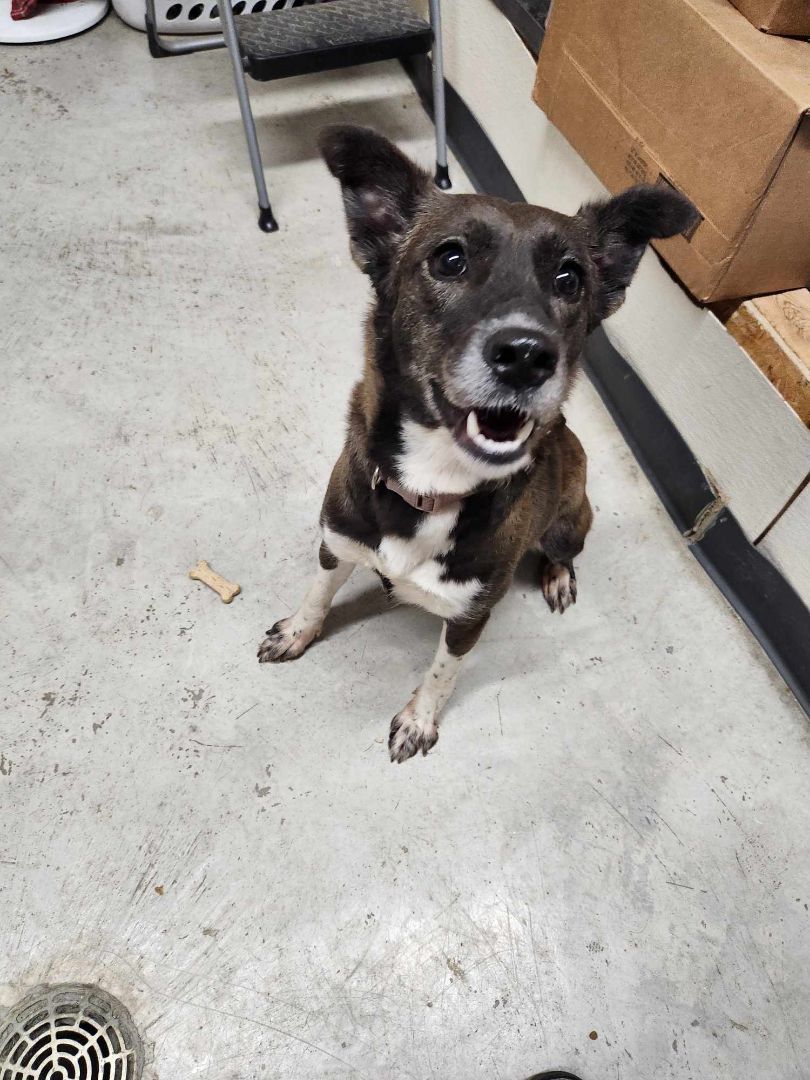 Alice, a Adopted mixed breed in Rock Falls, IL image 4/6