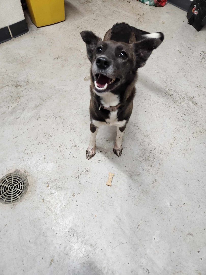 Alice, a Adopted mixed breed in Rock Falls, IL image 5/6