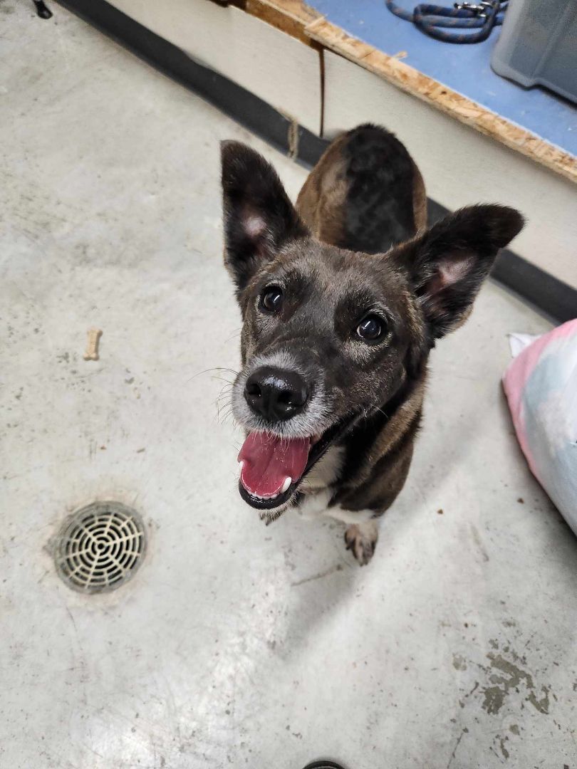Alice, a Adopted mixed breed in Rock Falls, IL image 6/6