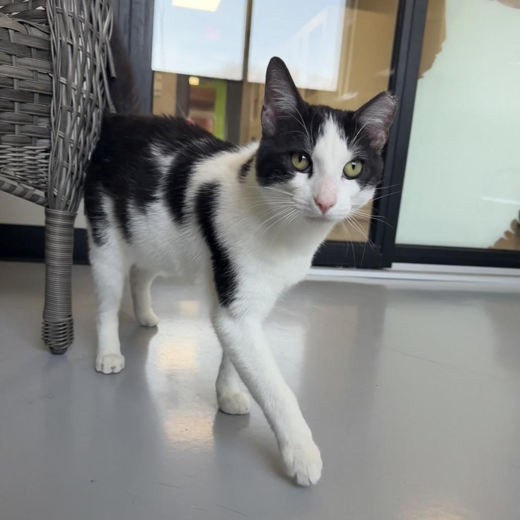 Charles, Adoptable, Young Male American Shorthair.