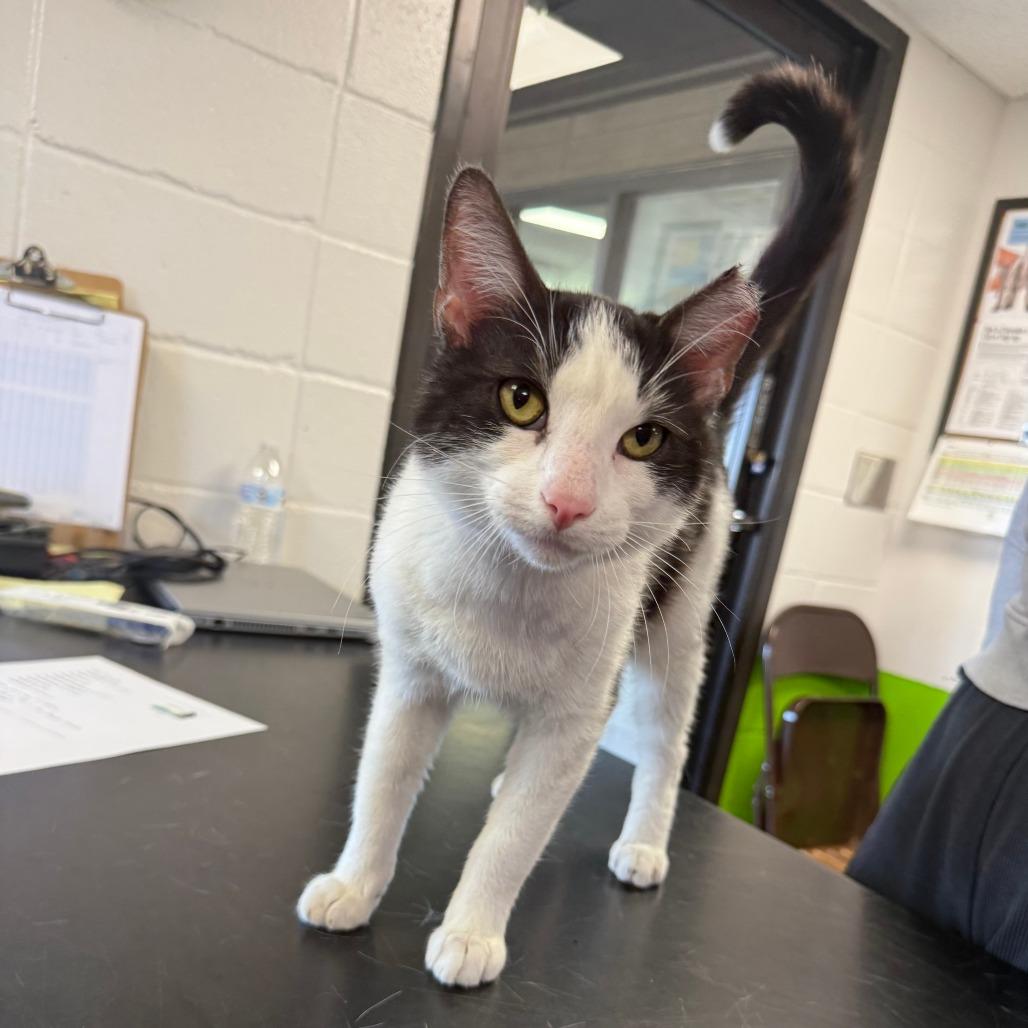 Enlarge Charles, a Adoptable American Shorthair in Ponca City, OK image 2/2