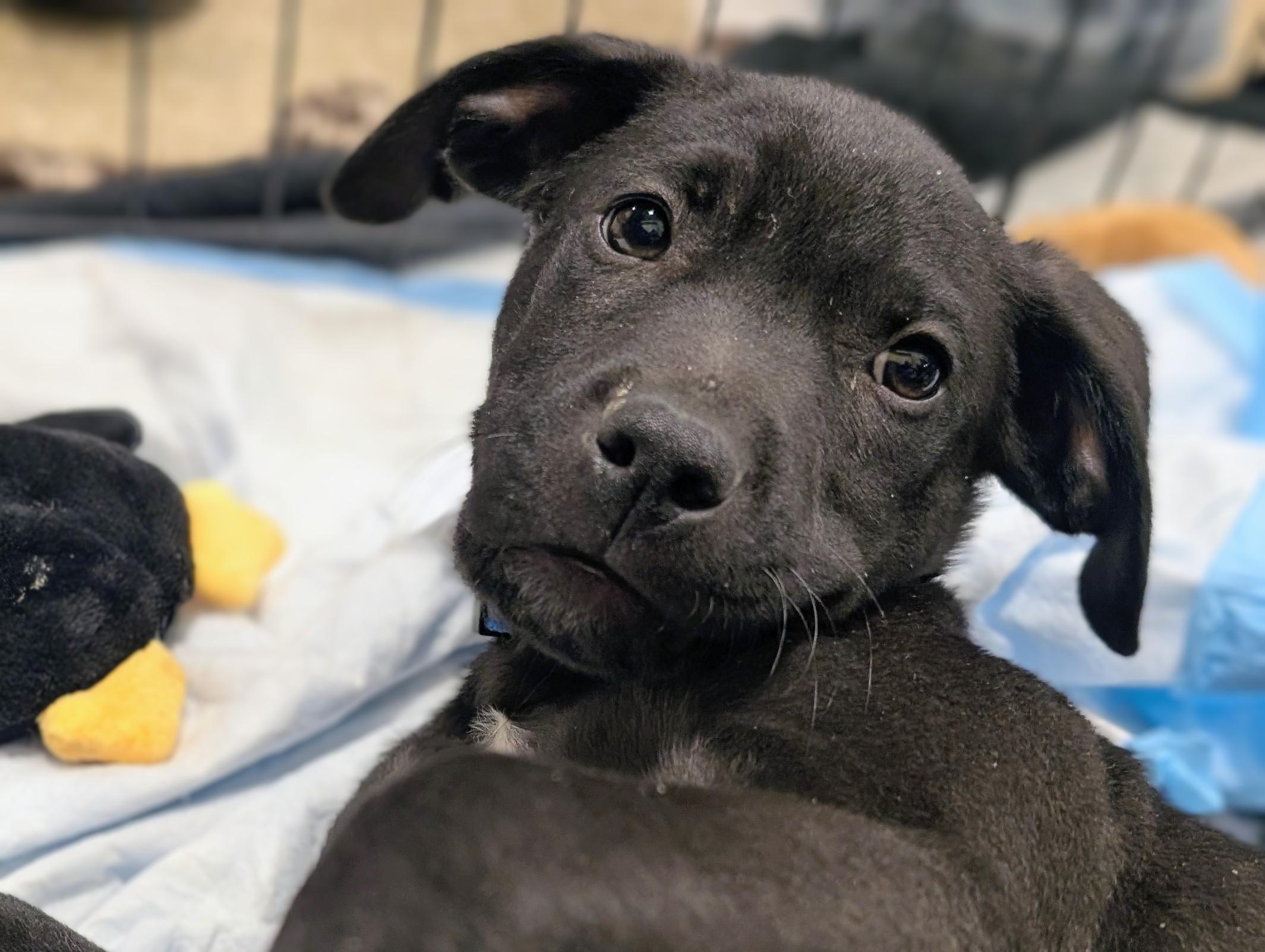 Enlarge Gold Rush Litter_ Flint, a Adoptable mixed breed in Redwood City, CA image 6/6
