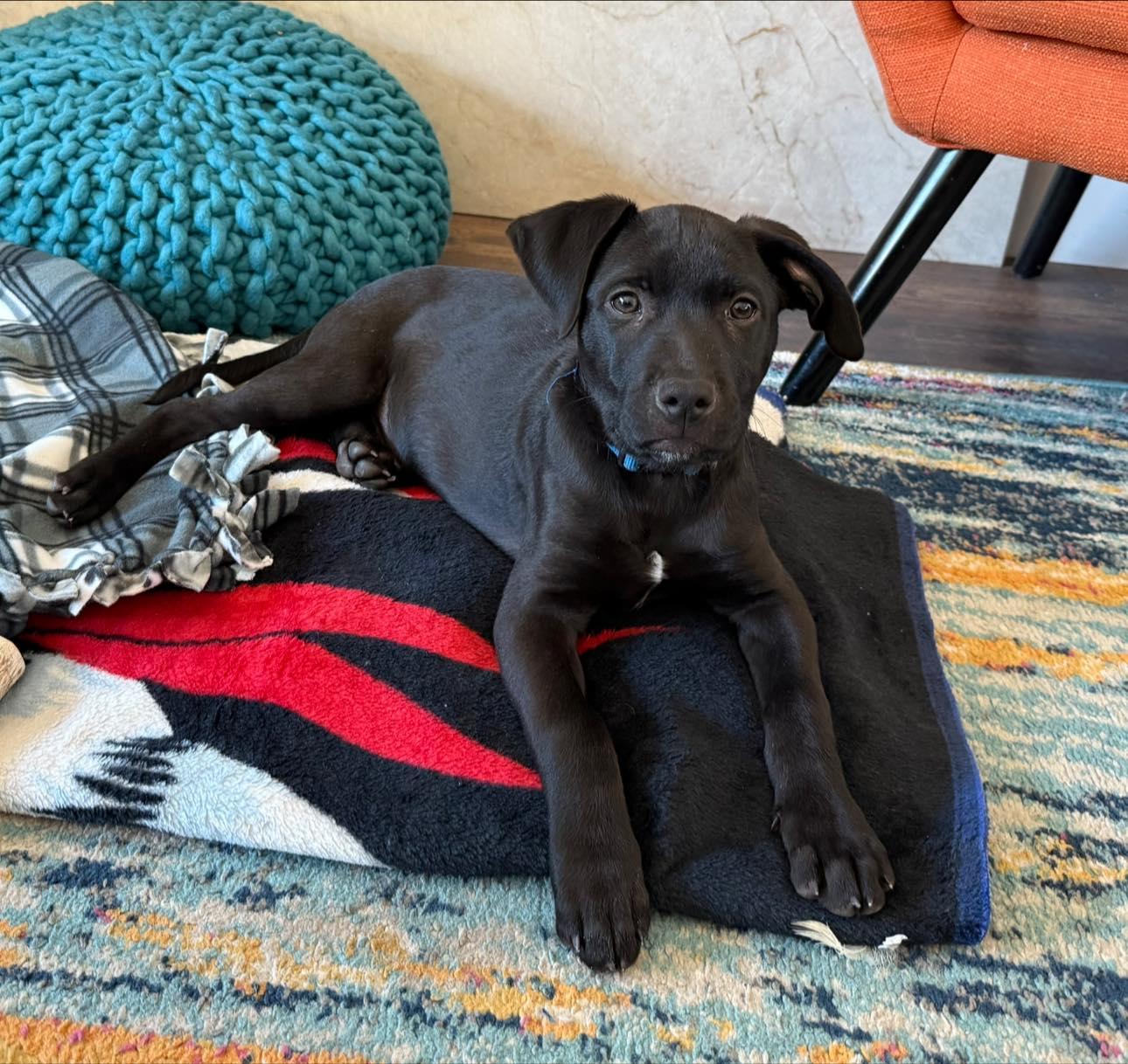 Enlarge Gold Rush Litter_ Flint, a Adoptable mixed breed in Redwood City, CA image 2/6