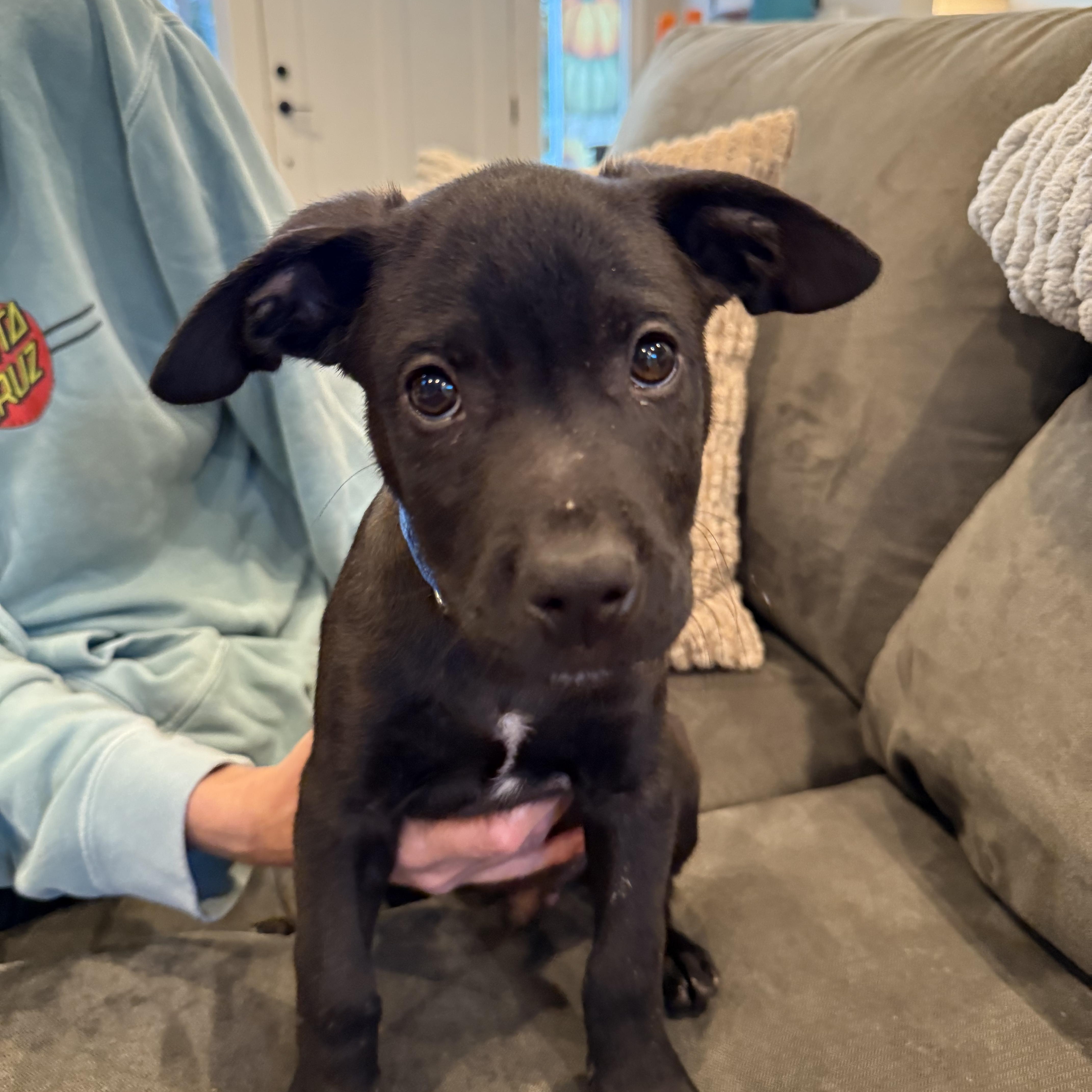 Enlarge Gold Rush Litter_ Flint, a Adoptable mixed breed in Redwood City, CA image 5/6