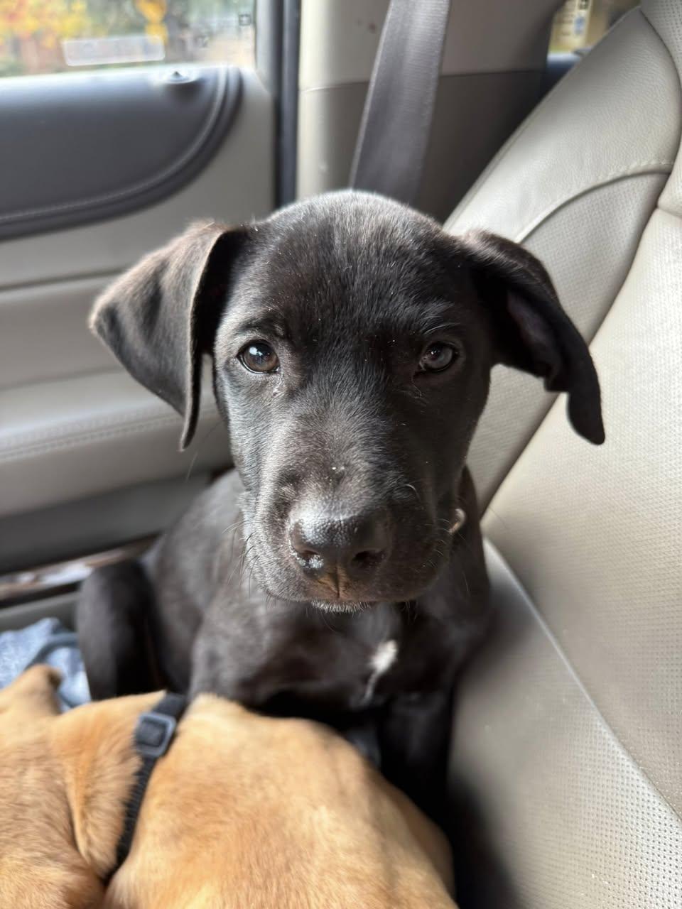 Gold Rush Litter_ Flint, Adoptable, Puppy Male Labrador Retriever & Shepherd.