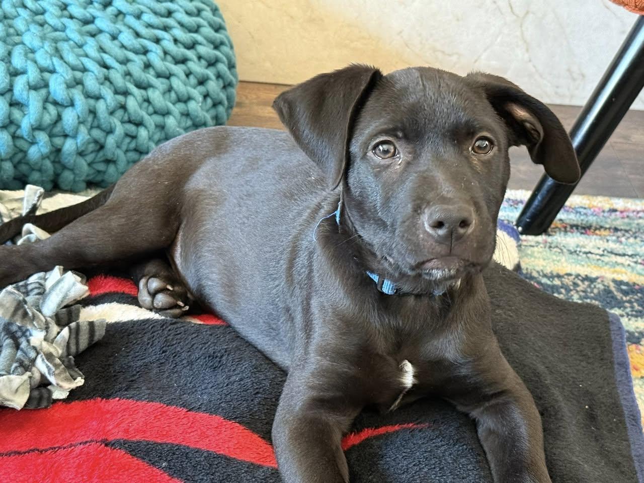 Enlarge Gold Rush Litter_ Flint, a Adoptable mixed breed in Redwood City, CA image 3/6