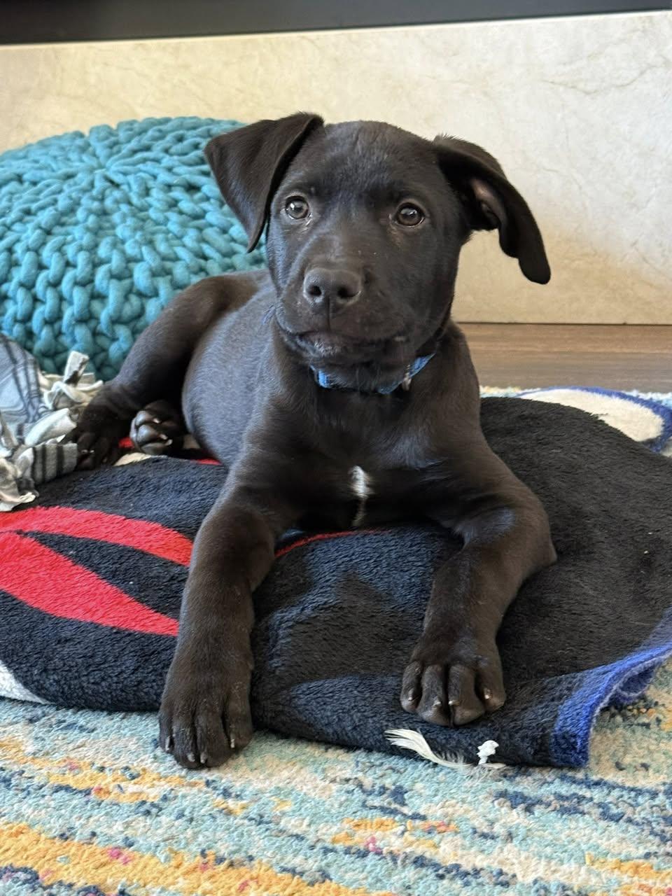 Enlarge Gold Rush Litter_ Flint, a Adoptable mixed breed in Redwood City, CA image 4/6