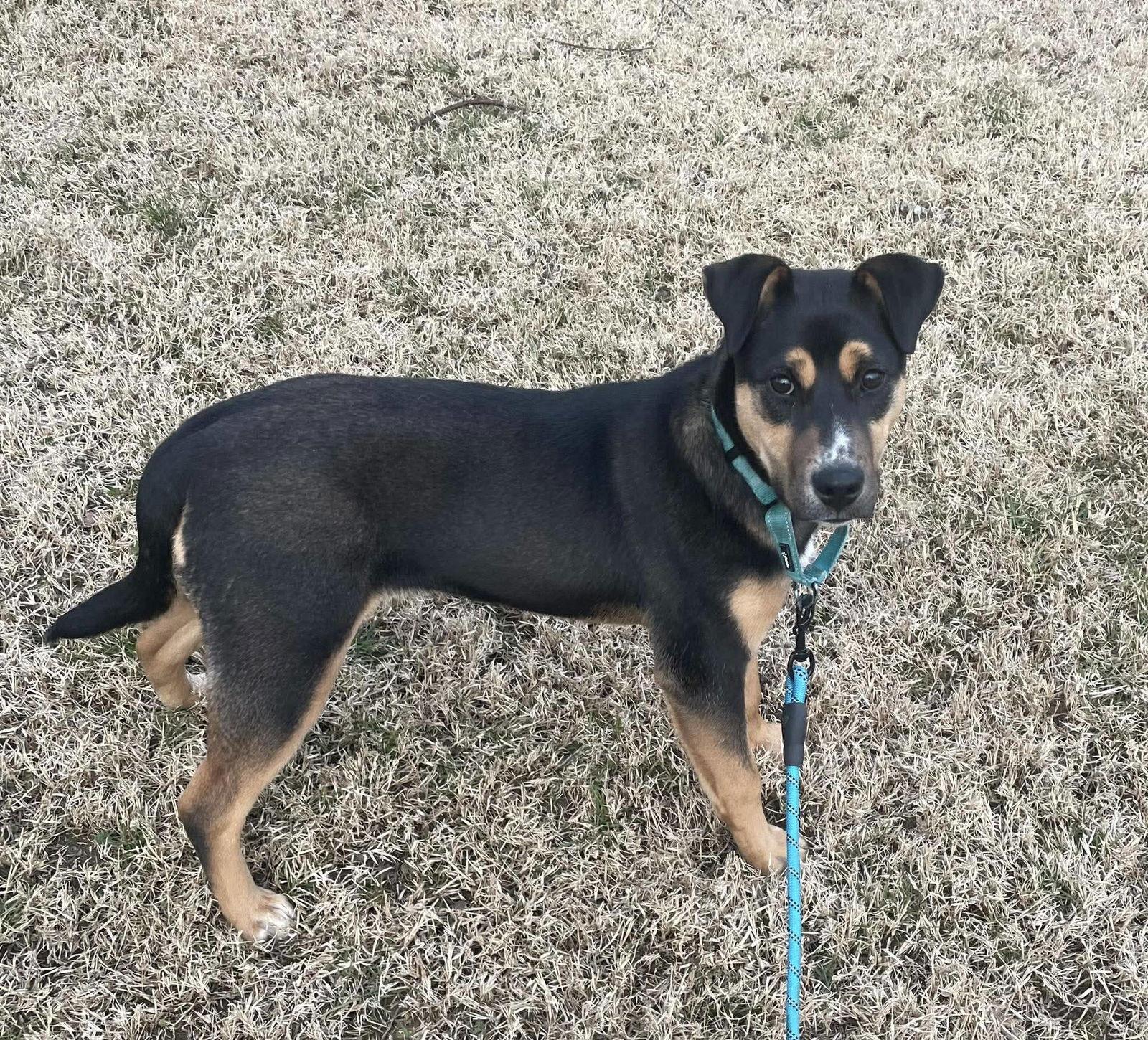 Enlarge Pixie, a Adoptable Mixed Breed in Fairmont, WV image 1/3