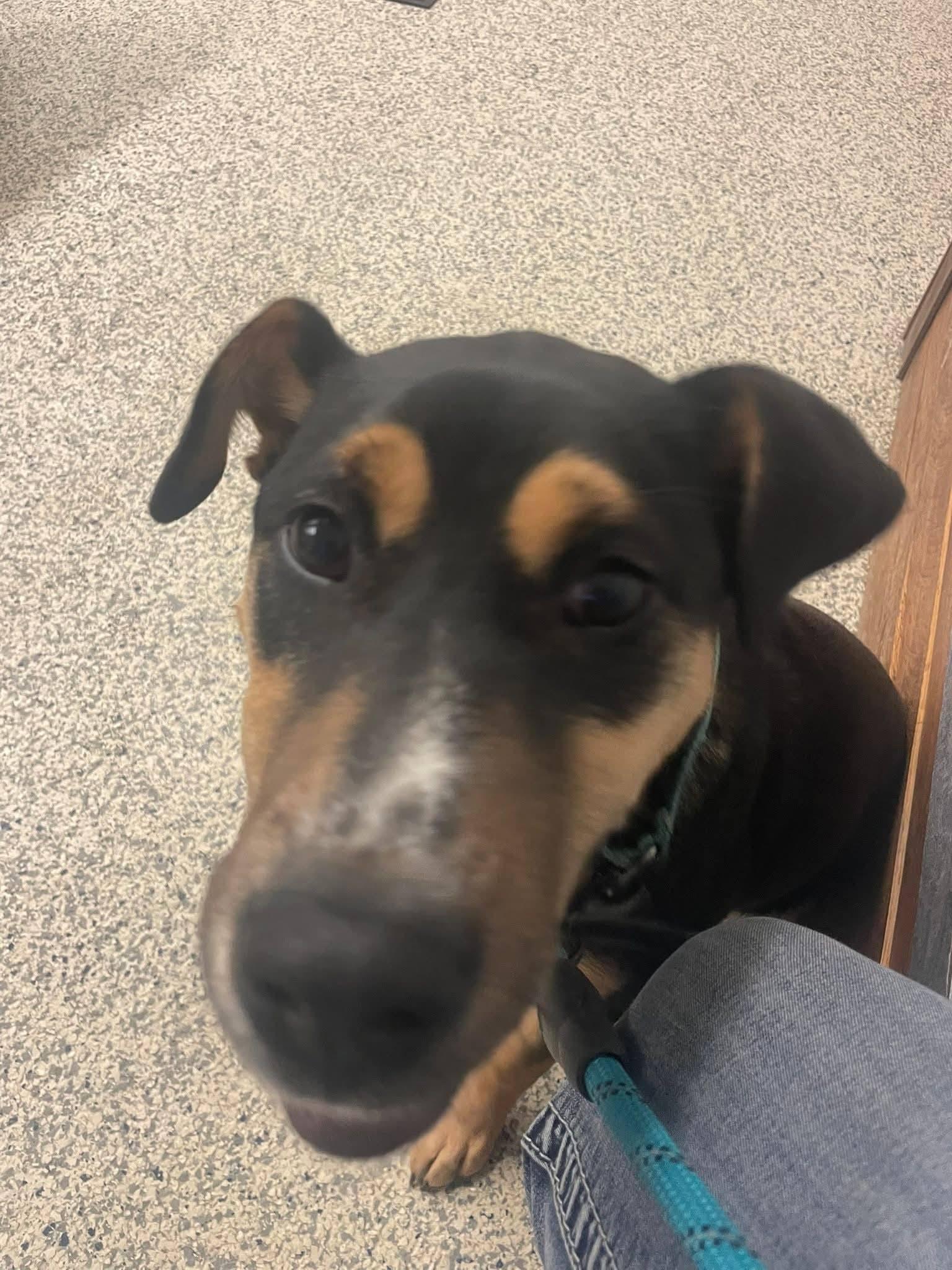 Enlarge Pixie, a Adoptable Mixed Breed in Fairmont, WV image 2/3