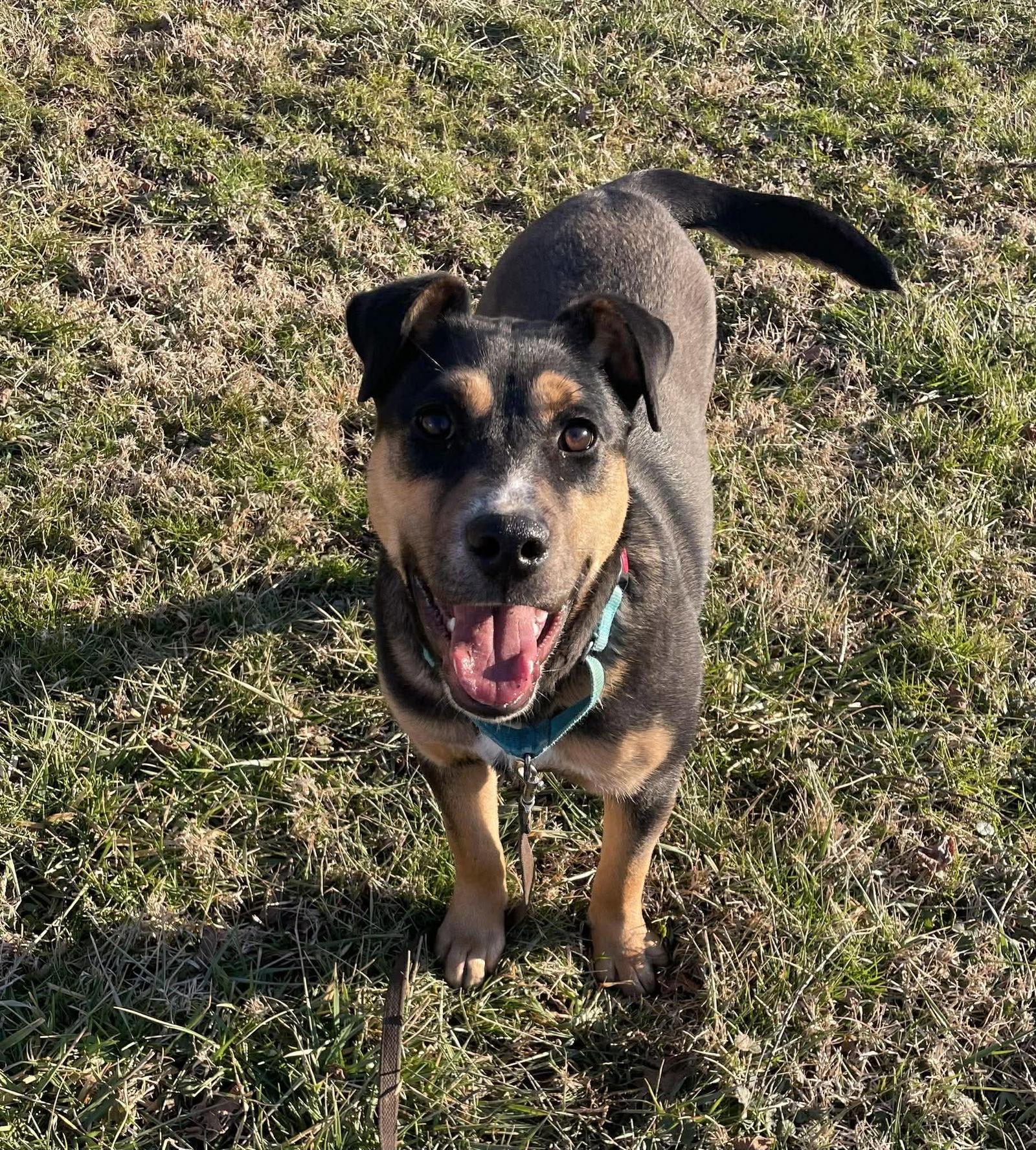 Enlarge Pixie, a Adoptable Mixed Breed in Fairmont, WV image 3/3