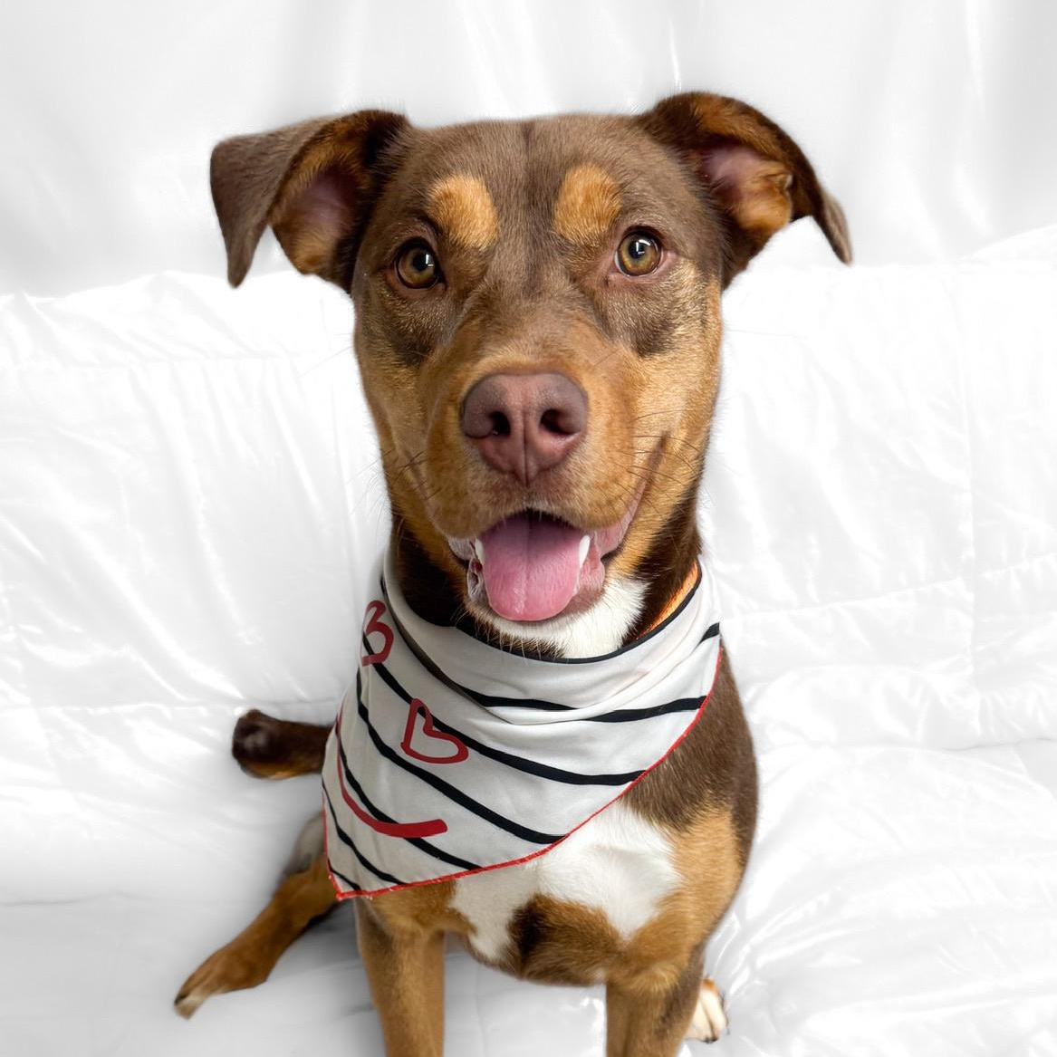 Reba, a Adoptable mixed breed in Henderson, TX image 3/6