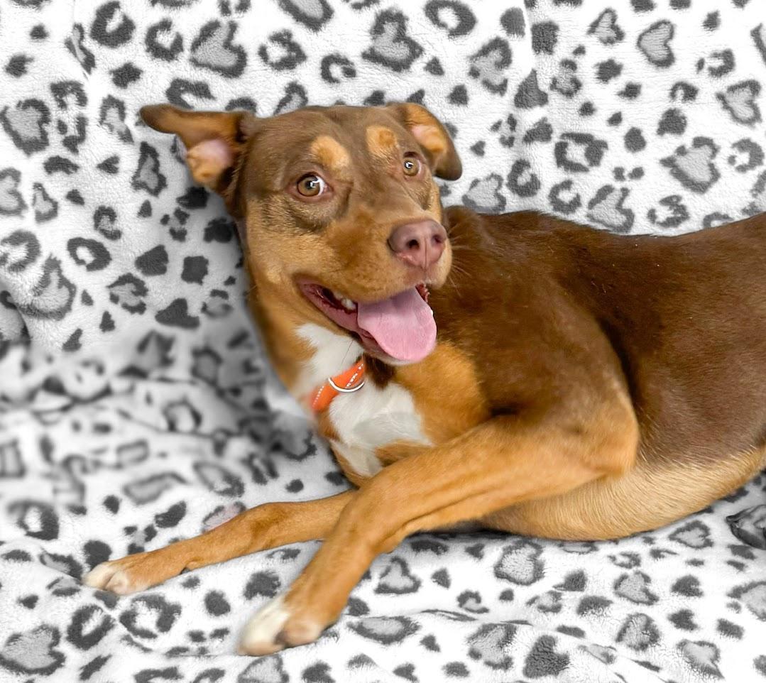 Reba, a Adoptable mixed breed in Henderson, TX image 6/6