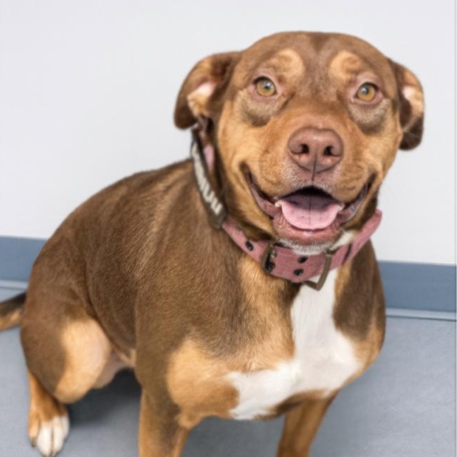 Reba, a Adoptable mixed breed in Henderson, TX image 1/6