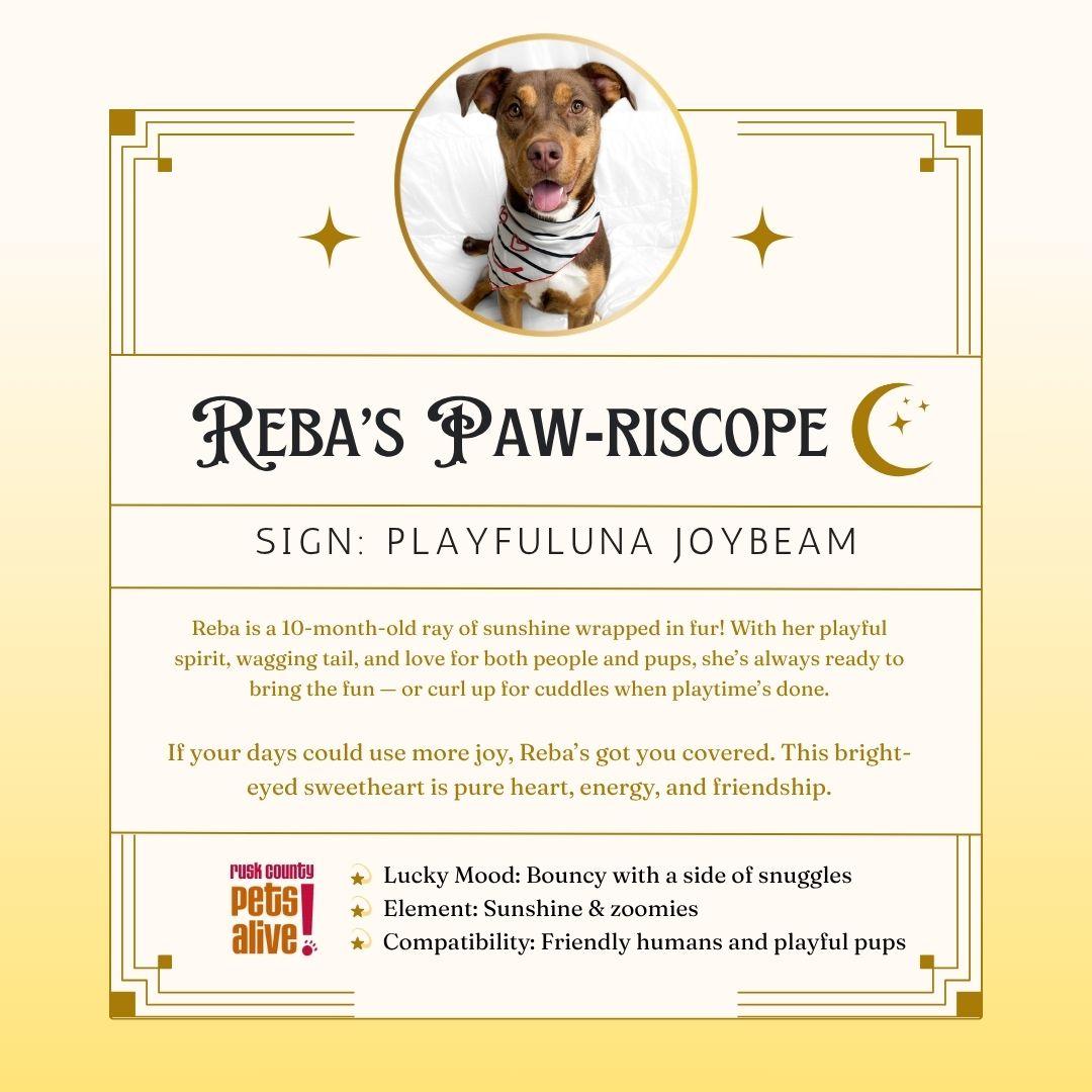 Reba, a Adoptable mixed breed in Henderson, TX image 2/6