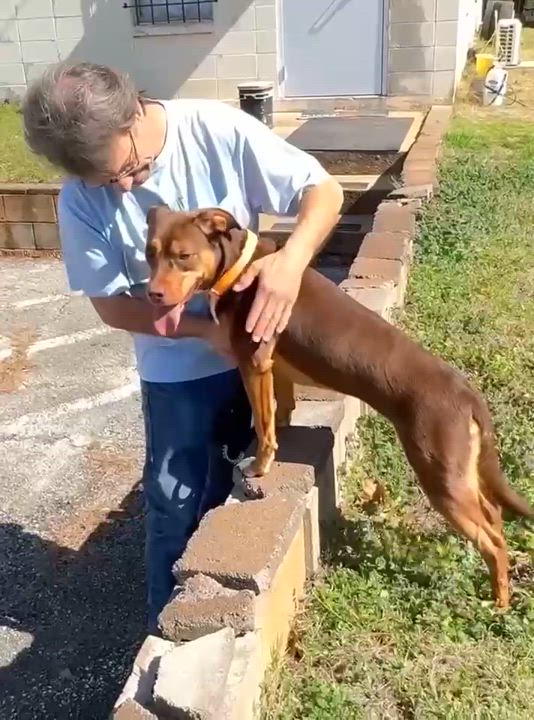 Enlarge Reba, a Adoptable mixed breed in Henderson, TX video 4/6