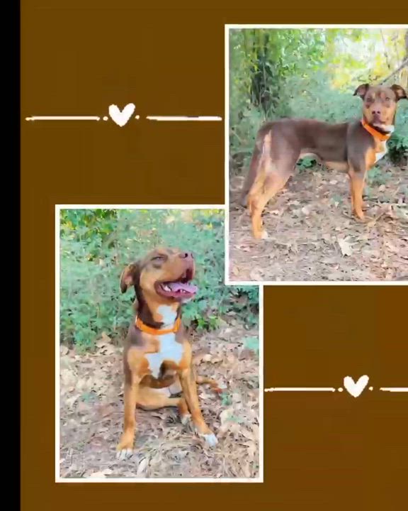 Enlarge Reba, a Adoptable mixed breed in Henderson, TX video 5/6