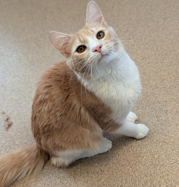 Noor, a Adoptable mixed breed in Oakland, CA image 2/2