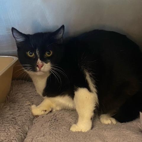 Orca, Adoptable, Young Female Domestic Short Hair.