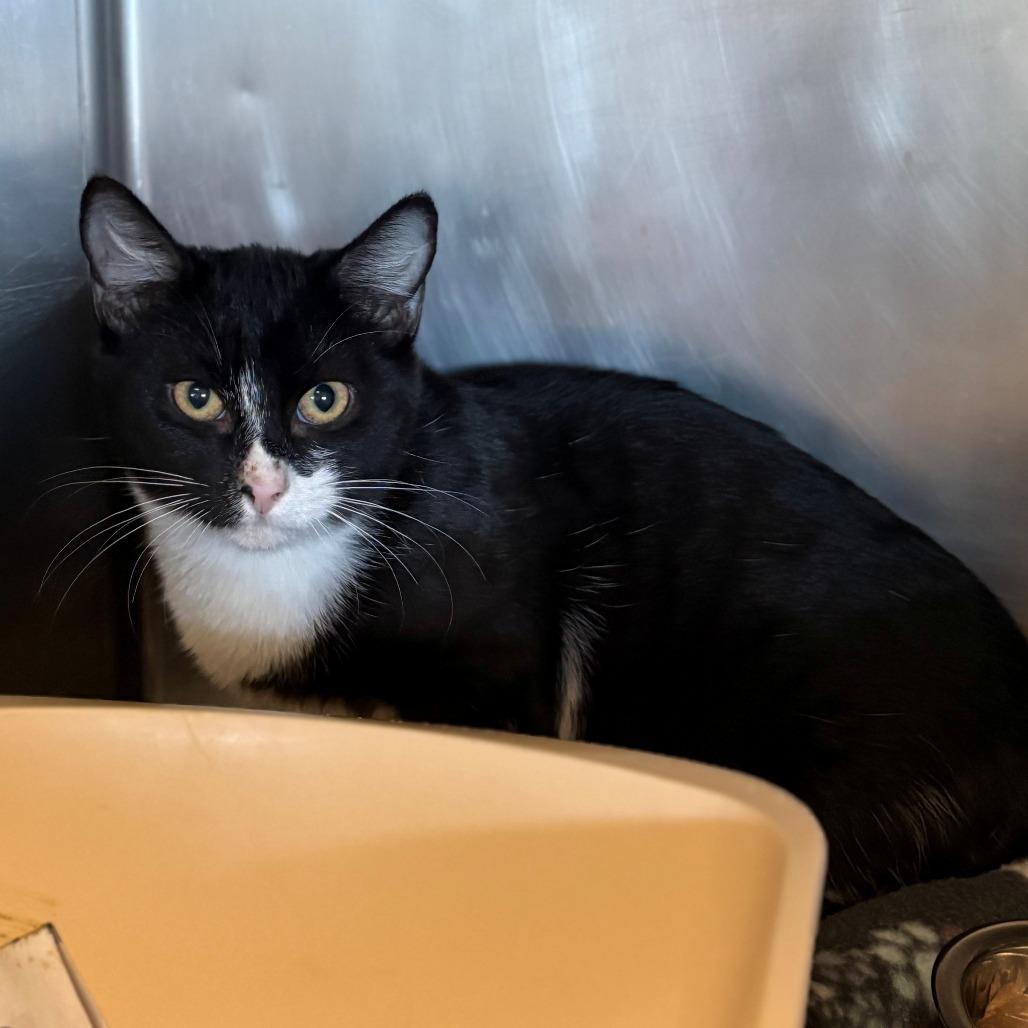 Enlarge Orca, a Adoptable Domestic Short Hair in Chehalis, WA image 2/2