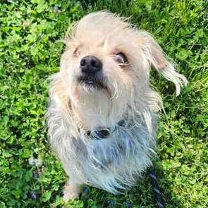 Enlarge King, a Adoptable mixed breed in Perkiomenville, PA image 1/4