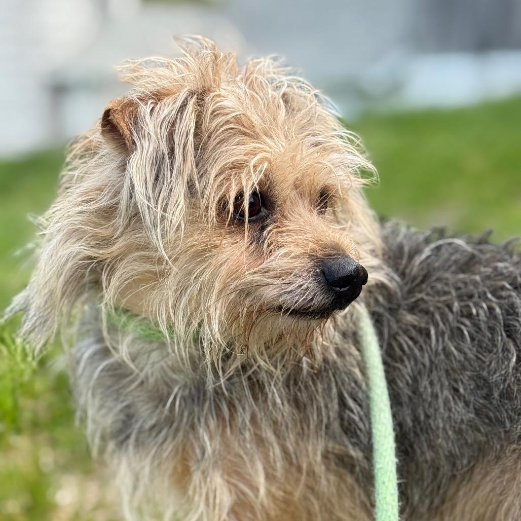 Enlarge King, a Adoptable mixed breed in Perkiomenville, PA image 2/4
