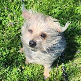 Enlarge King, a Adoptable mixed breed in Perkiomenville, PA image 3/4