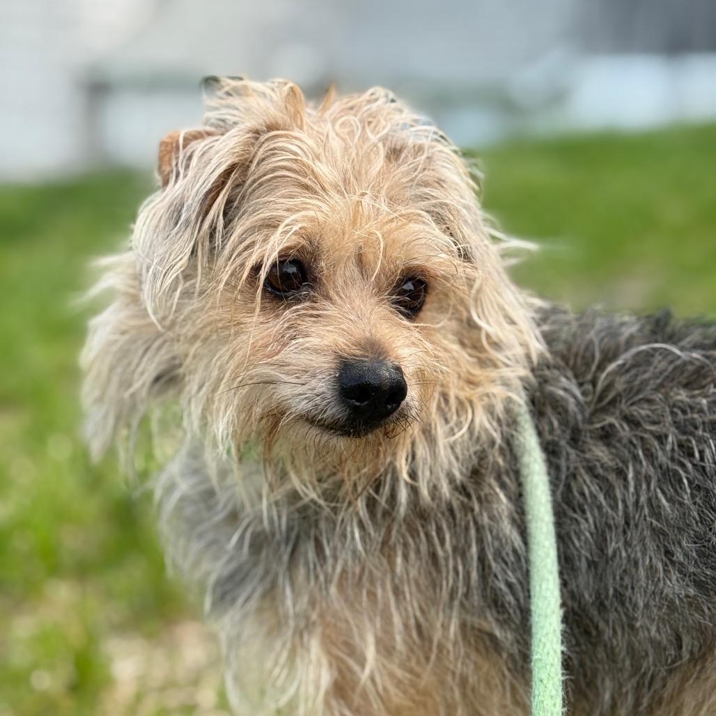 Enlarge King, a Adoptable mixed breed in Perkiomenville, PA image 4/4