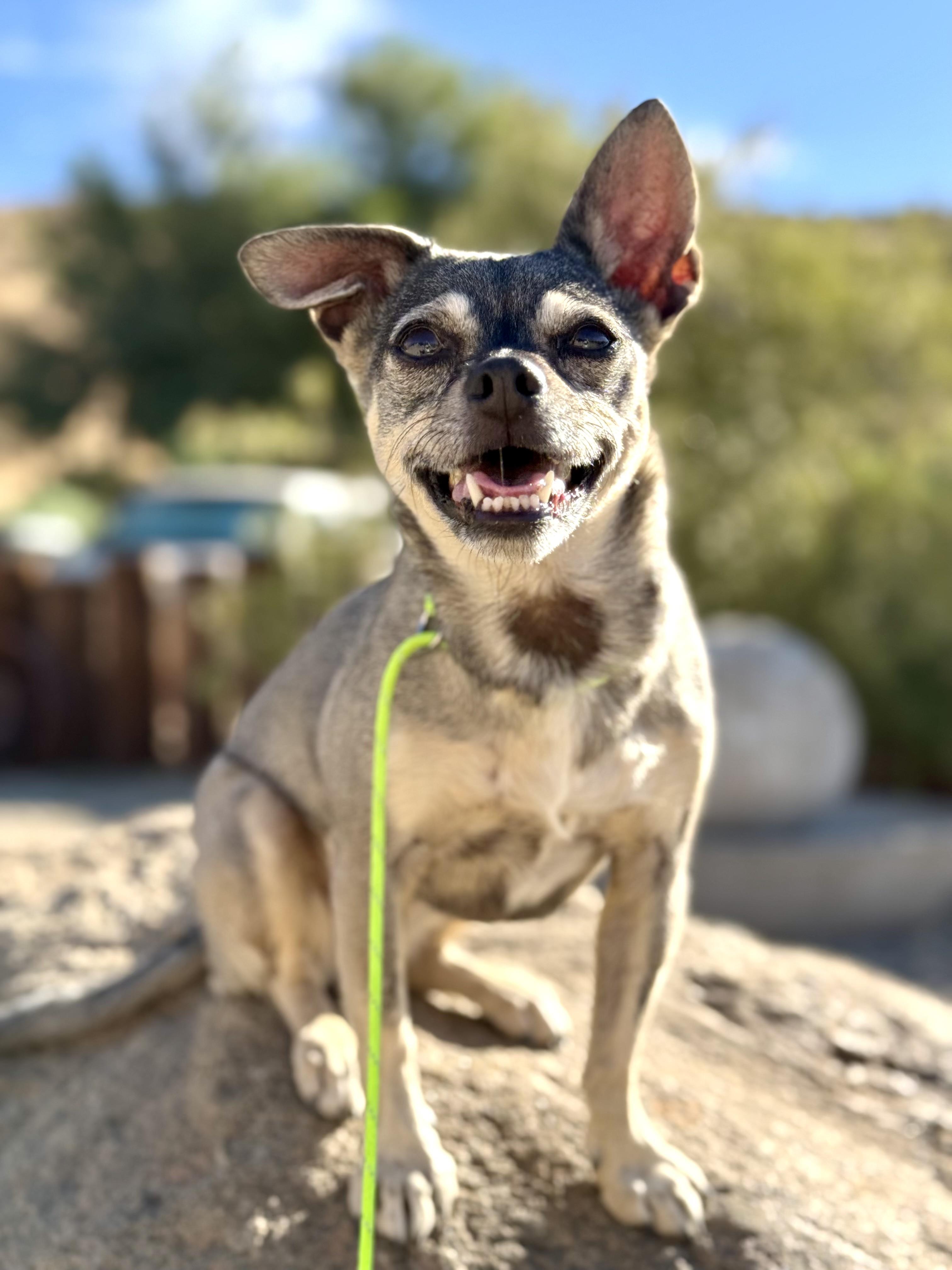 Enlarge Vera, a Adoptable Chihuahua in Agua Dulce, CA image 1/6
