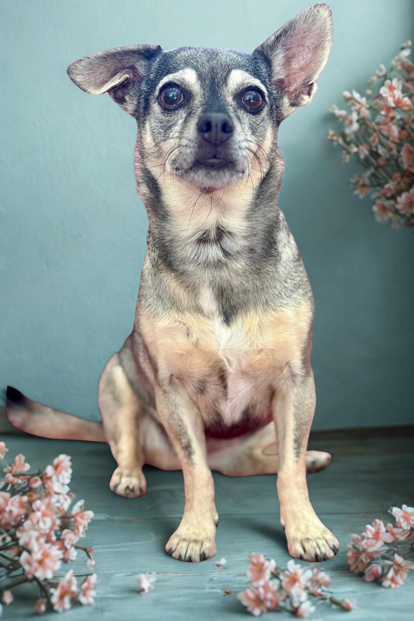 Vera, a Adoptable Chihuahua in Agua Dulce, CA image 4/4