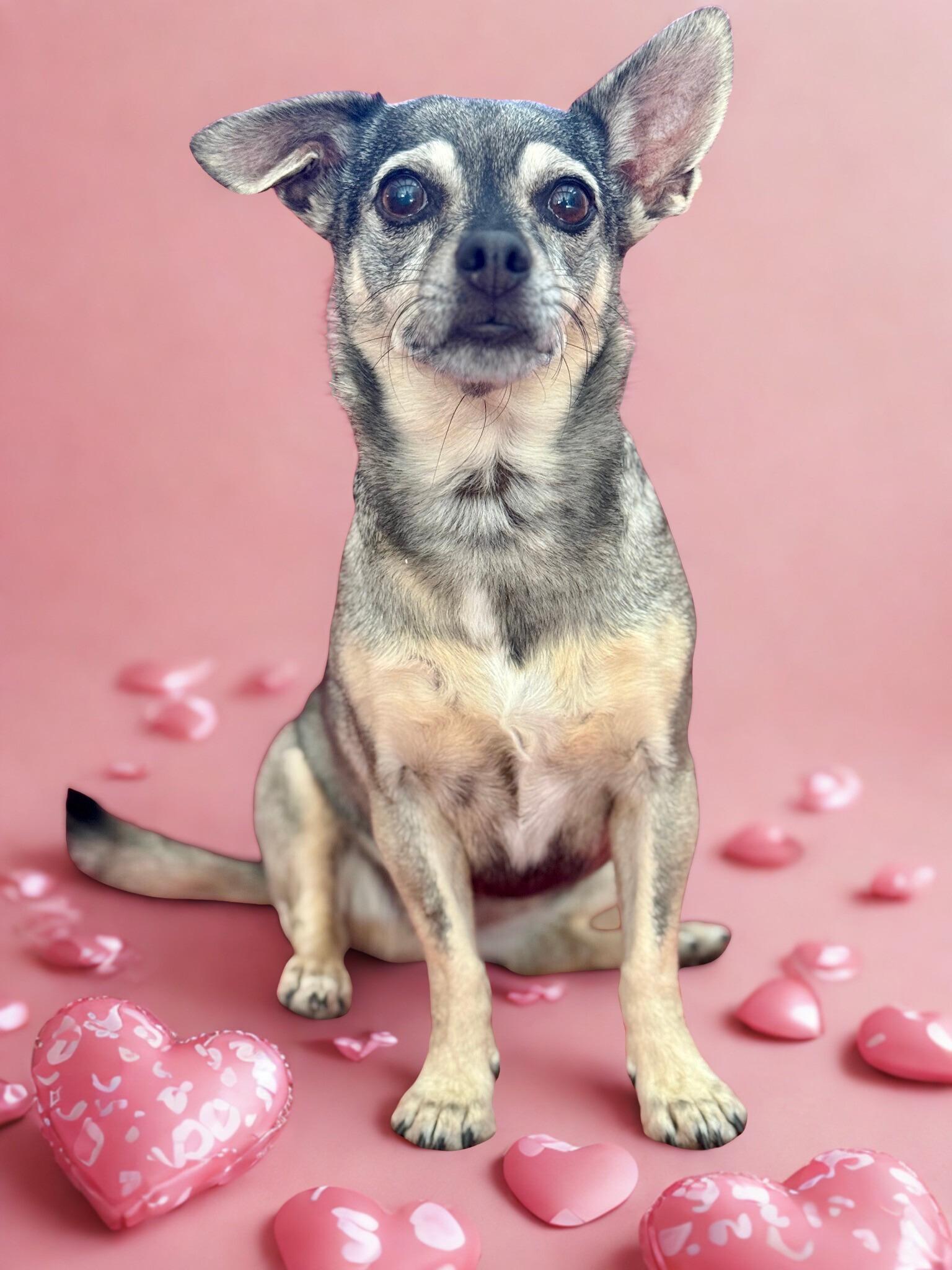 Enlarge Vera, a Adoptable Chihuahua in Agua Dulce, CA image 2/6