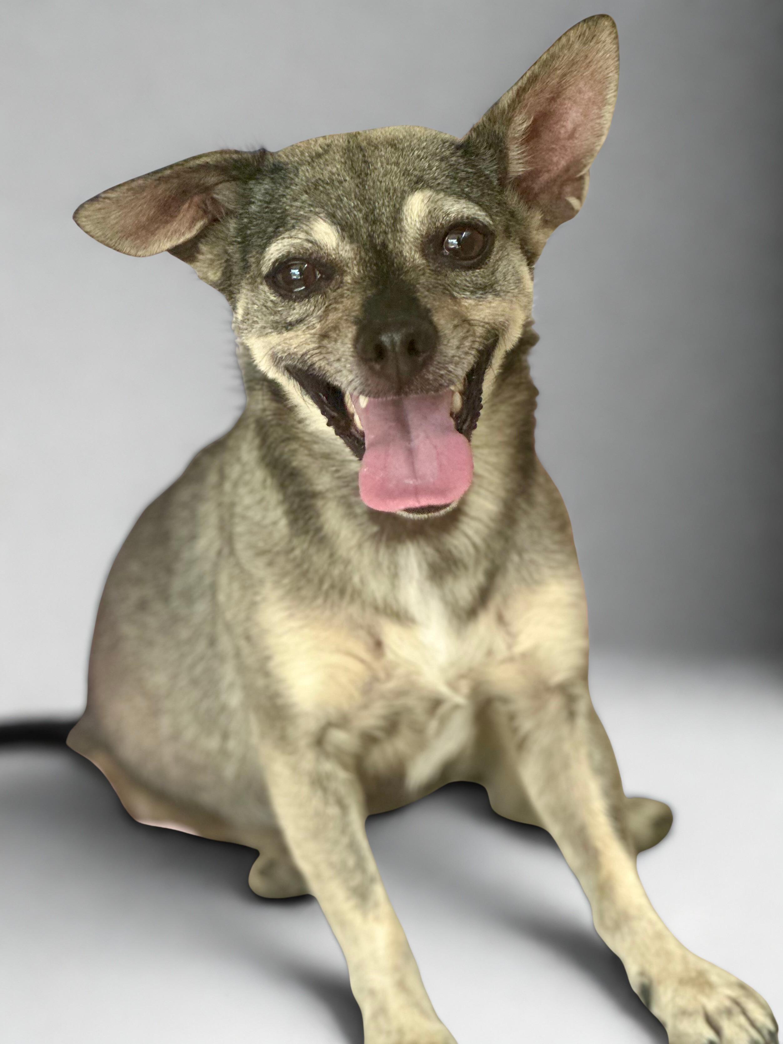 Enlarge Vera, a Adoptable Chihuahua in Agua Dulce, CA image 3/6