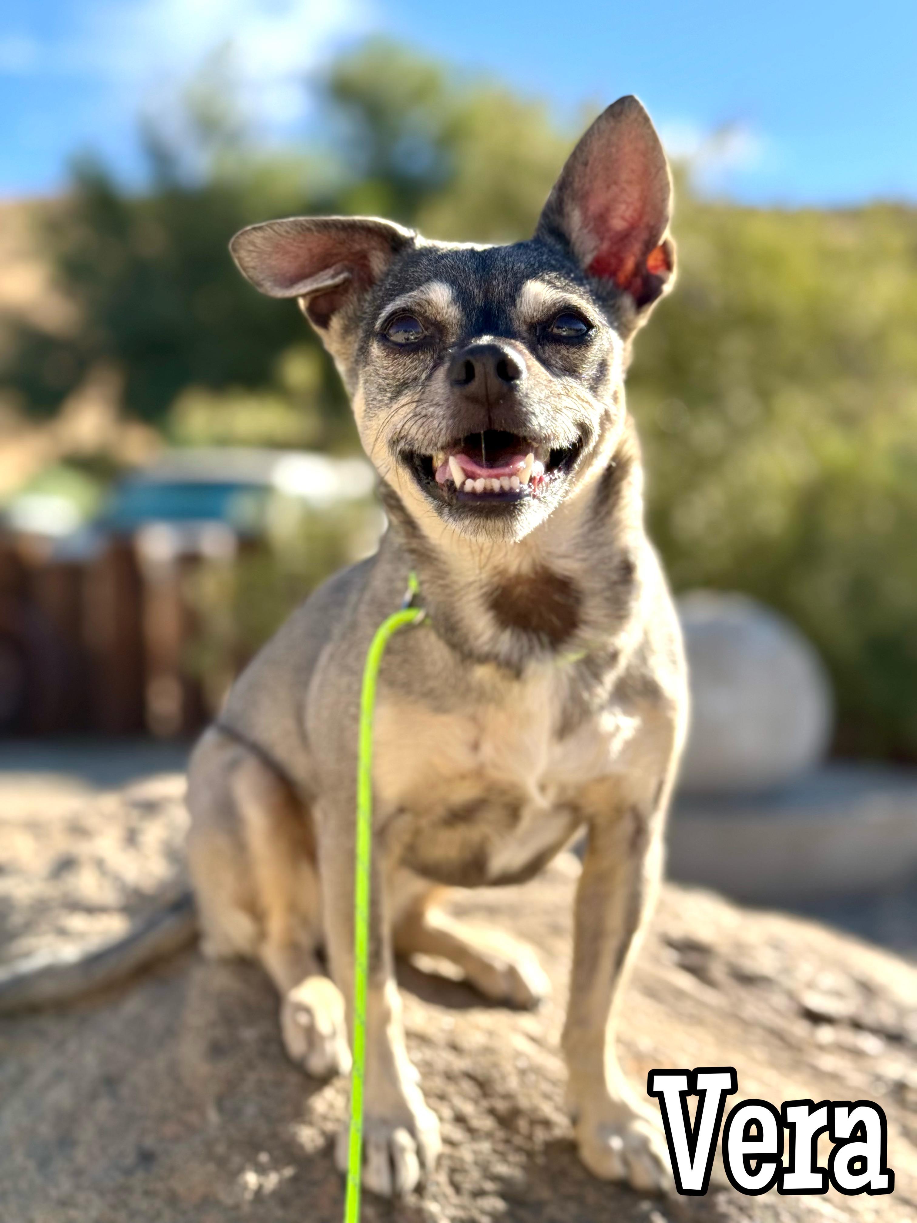 Enlarge Vera, a Adoptable Chihuahua in Agua Dulce, CA image 6/6