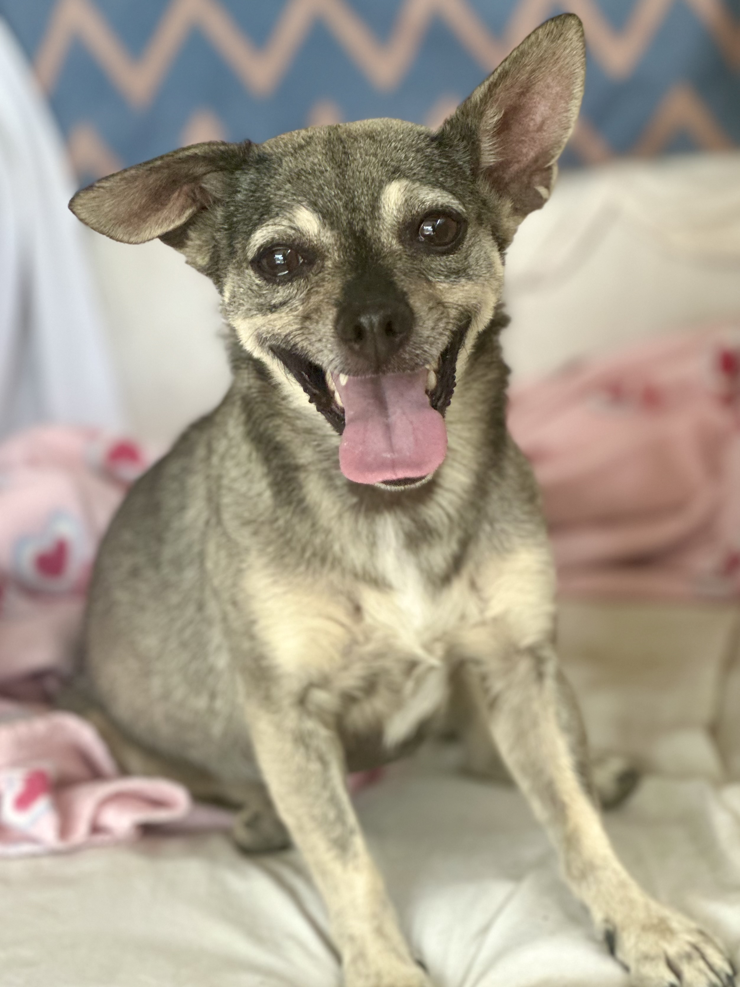 Enlarge Vera, a Adoptable Chihuahua in Agua Dulce, CA image 2/6