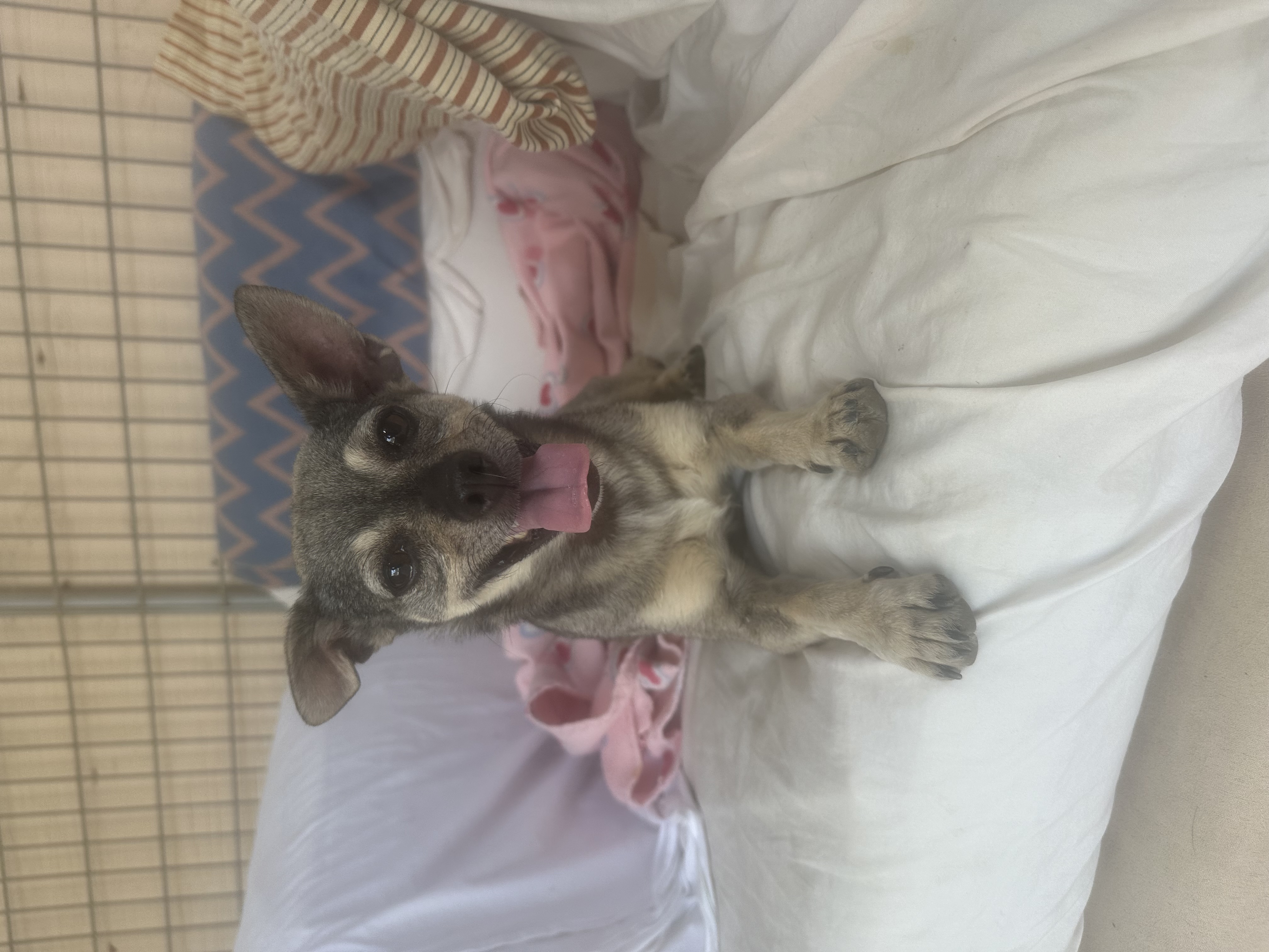 Enlarge Vera, a Adoptable Chihuahua in Agua Dulce, CA image 3/6