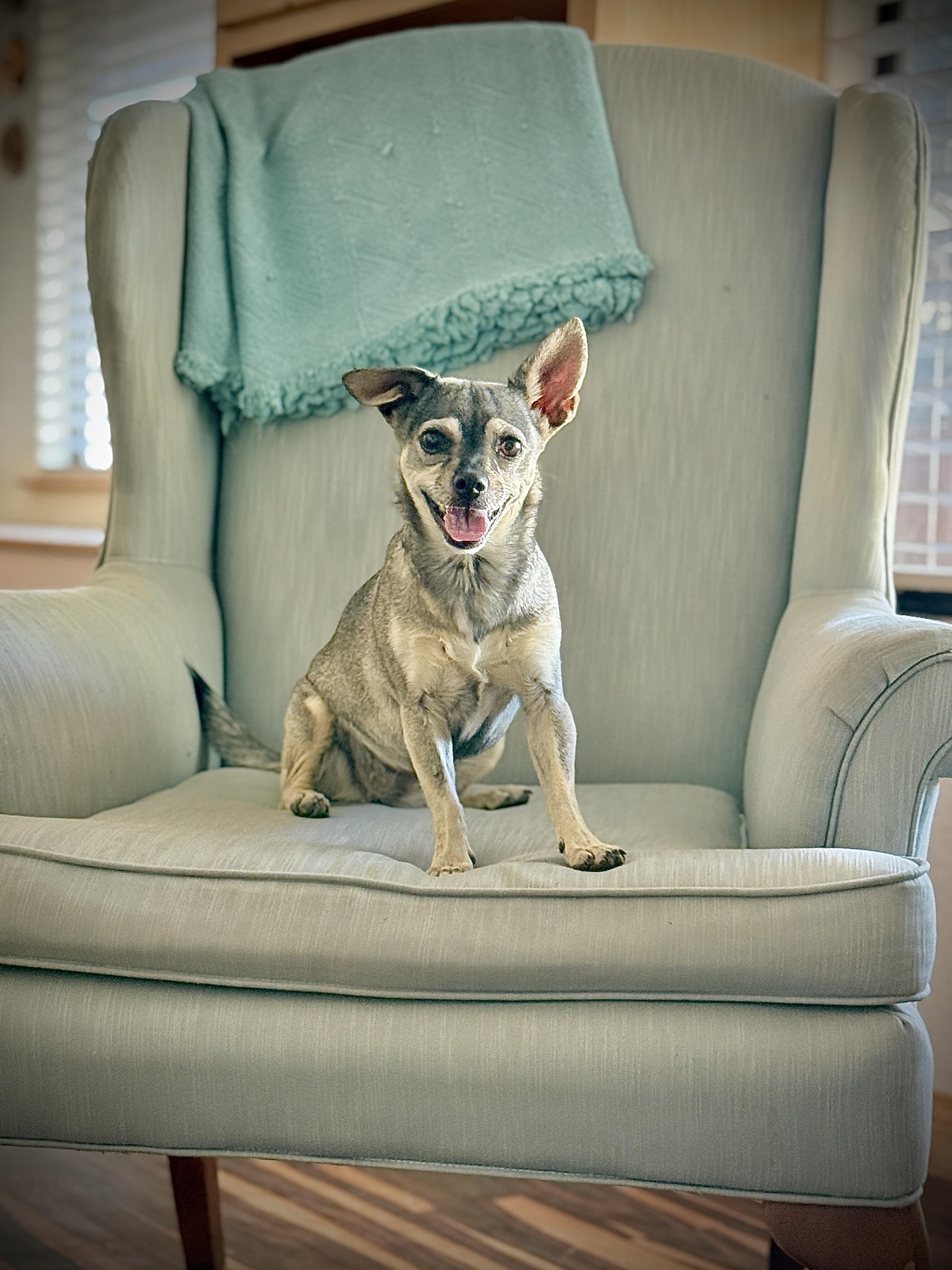 Enlarge Vera, a Adoptable Chihuahua in Agua Dulce, CA image 5/6