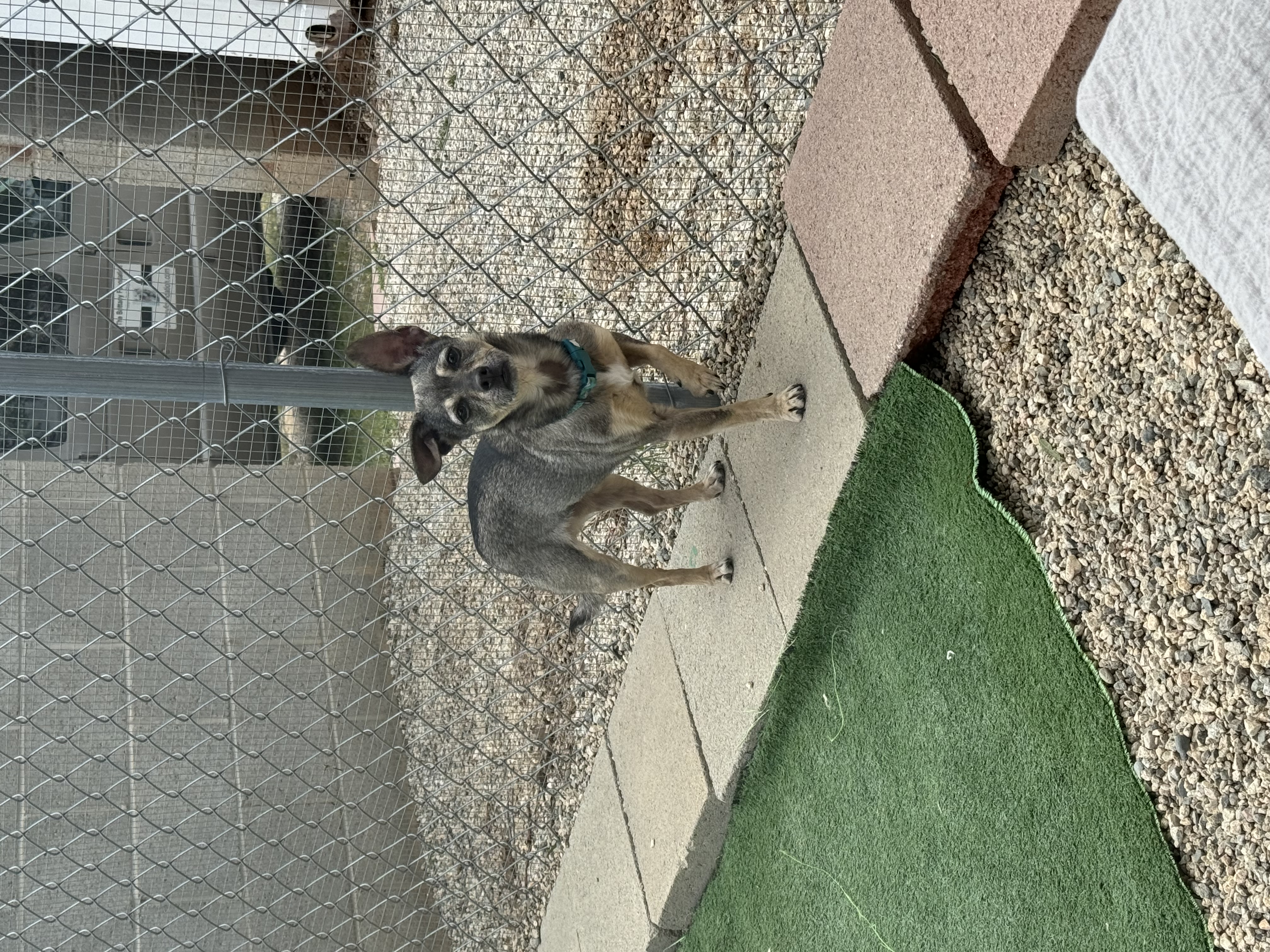 Enlarge Vera, a Adoptable Chihuahua in Agua Dulce, CA image 4/6