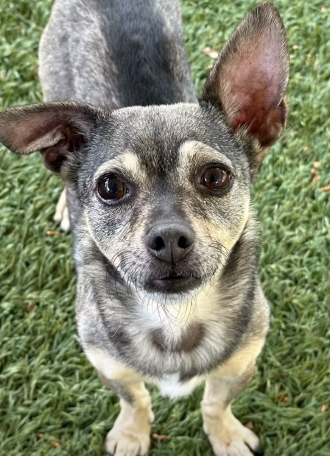 Enlarge Vera, a Adoptable Chihuahua in Agua Dulce, CA image 6/6