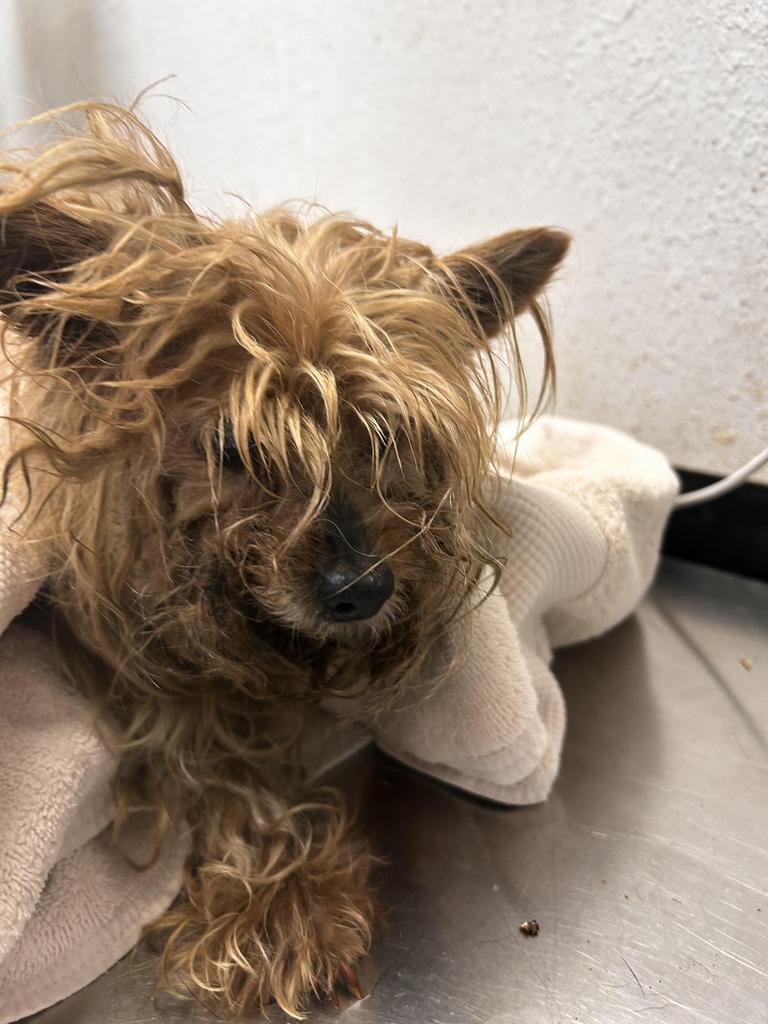 Xena, Adoptable, Senior Female Yorkshire Terrier & Mixed Breed.