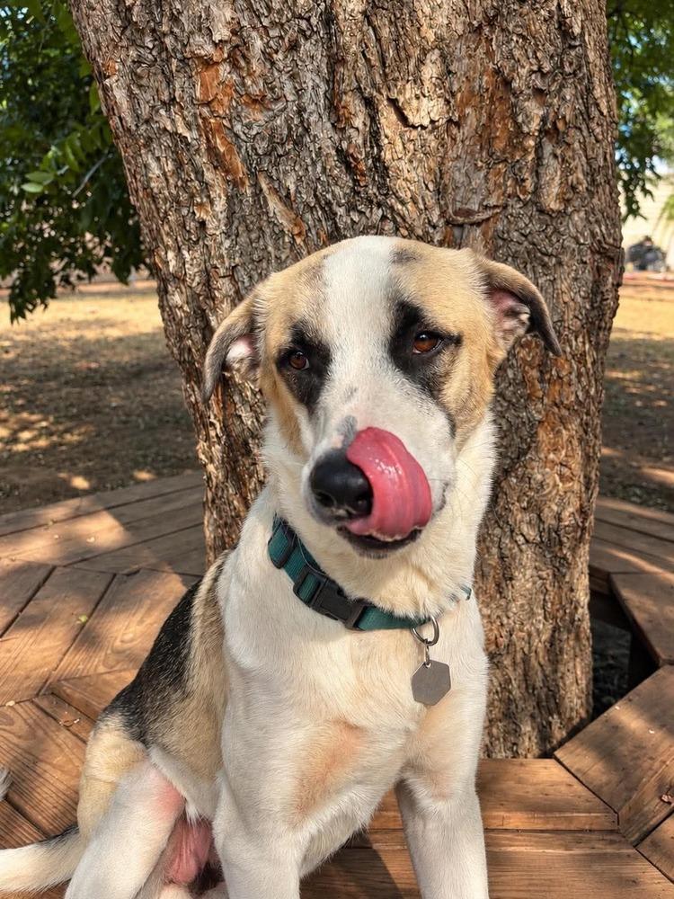 Maximus, Adoptable, Puppy Male Anatolian Shepherd.