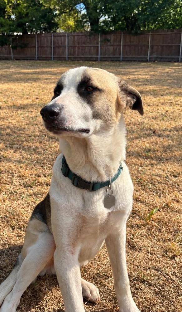 Enlarge Maximus, a Adoptable mixed breed in Shawnee, OK image 2/6