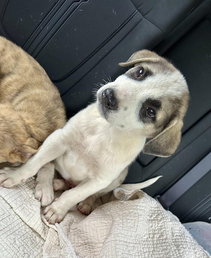 Maximus, Adoptable, Puppy Male Anatolian Shepherd.