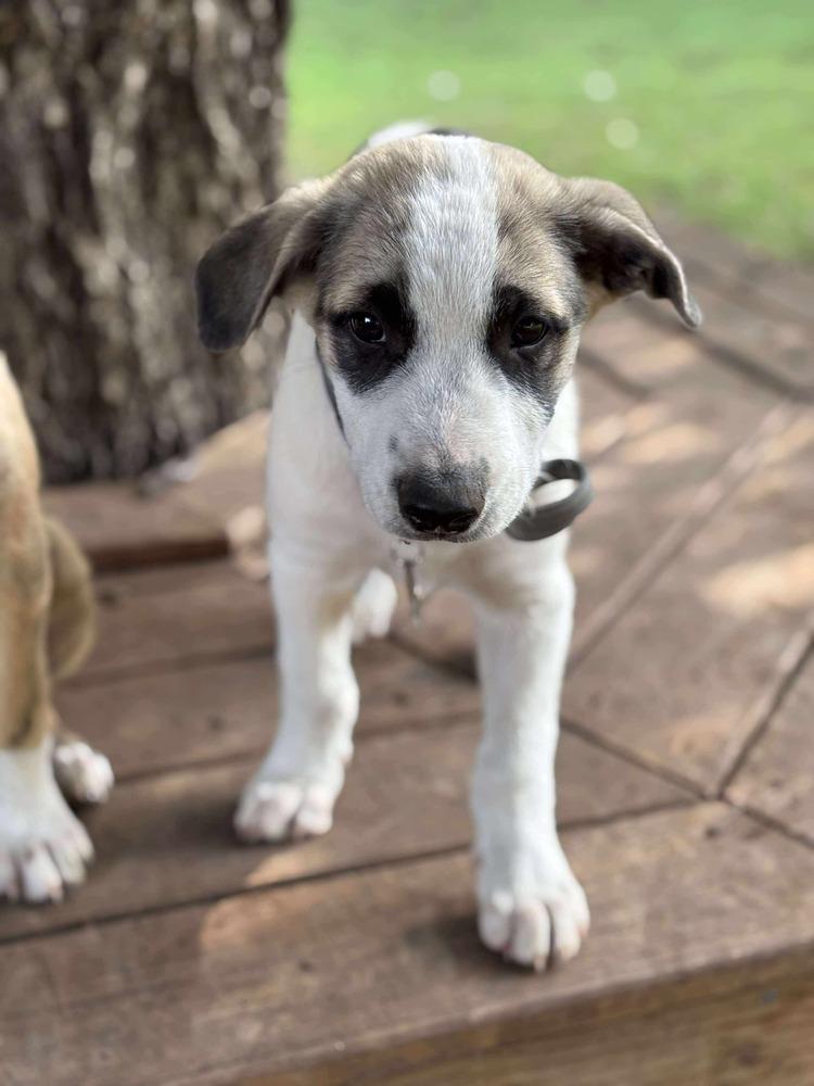 Maximus, Adoptable, Puppy Male Anatolian Shepherd.
