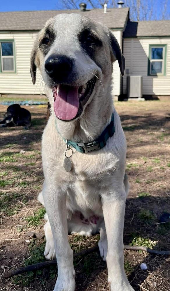 Enlarge Maximus, a Adoptable mixed breed in Shawnee, OK image 2/5