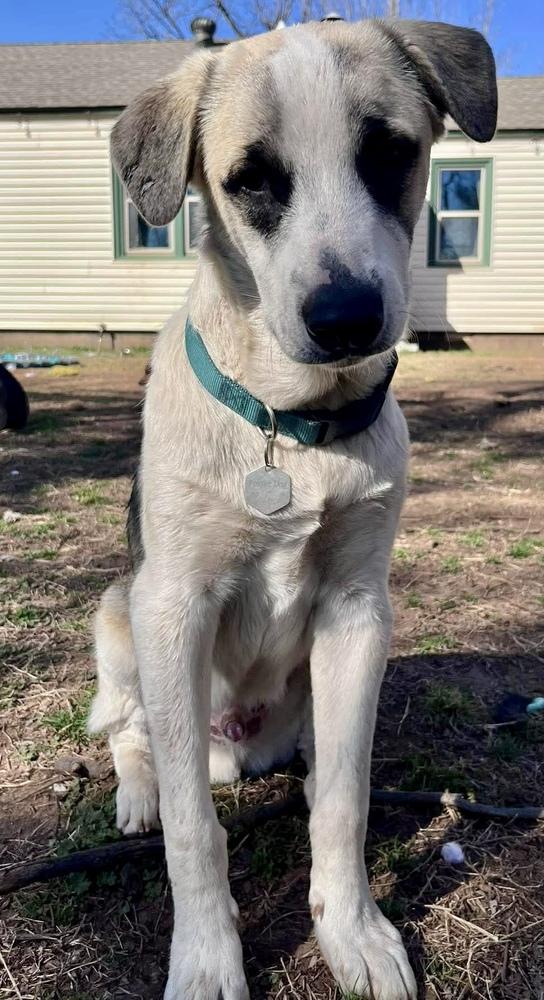 Enlarge Maximus, a Adoptable mixed breed in Shawnee, OK image 3/5