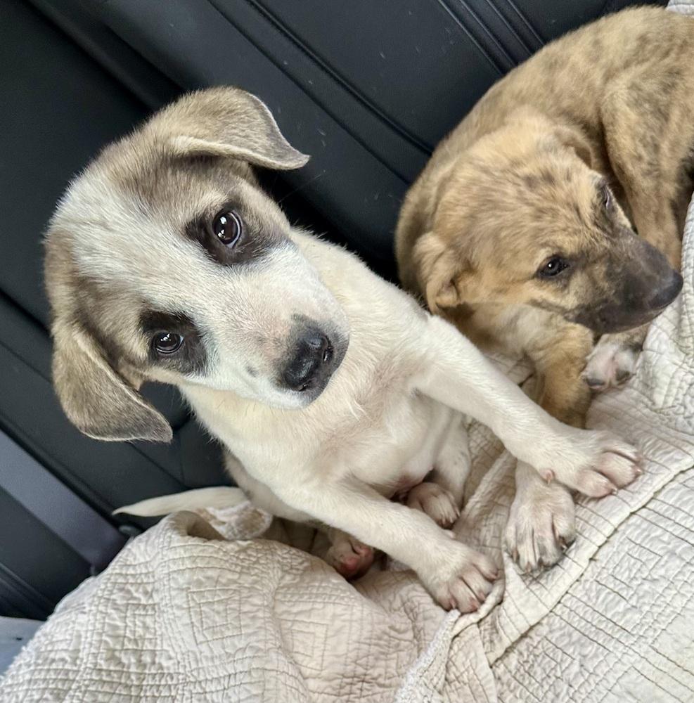 Enlarge Maximus, a Adoptable mixed breed in Shawnee, OK image 2/5